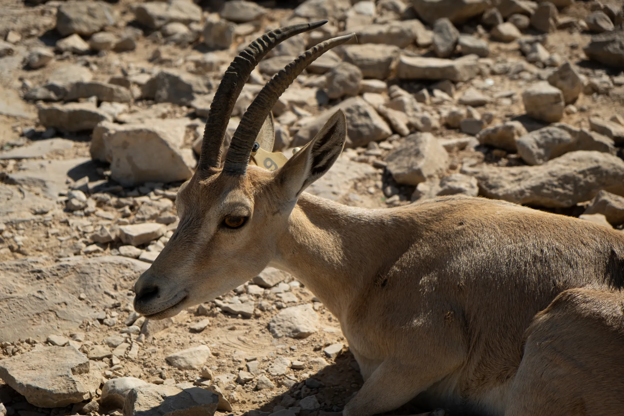 image 9 of Mitzpe Ramon